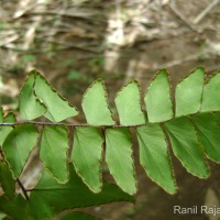 Adiantum latifolium Lam.